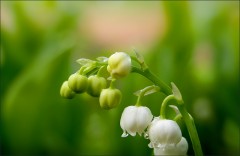 Maiglöckchen Maiglöckchen