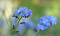 Vergissmeinnicht Vergissmeinnicht