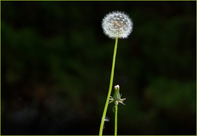 Pusteblume