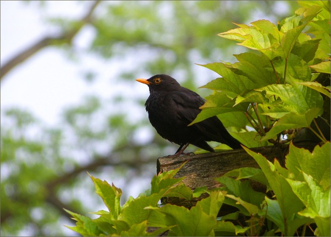 Amsel
