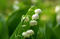 Maiglöckchen Maiglöckchen