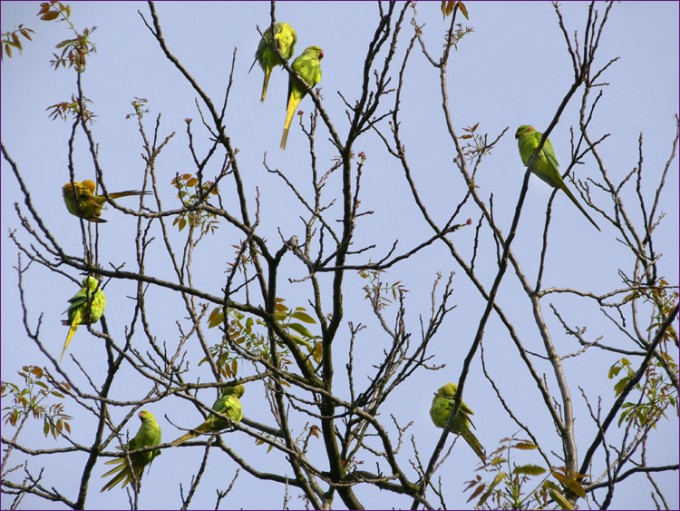 Acht Papageien