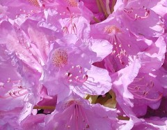 Wo bleibt Ihr Bienen? Wo bleibt Ihr Bienen?