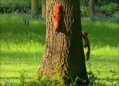 Eichhörnchen Eichhörnchen