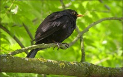 Amsel Amsel