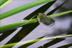 Frosch Frosch