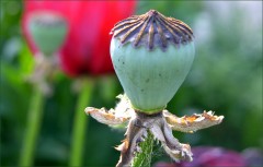 Mohnkapsel Mohnkapsel