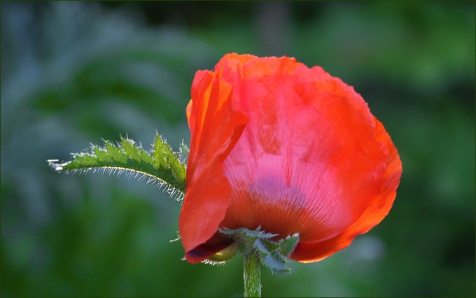 Mohn