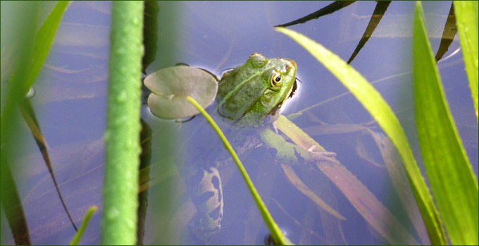 Frosch