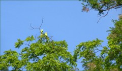 Papageienpaar Papageienpaar