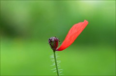 Feldmohn Feldmohn