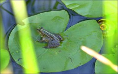 Frosch Frosch