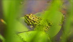 Frosch Frosch