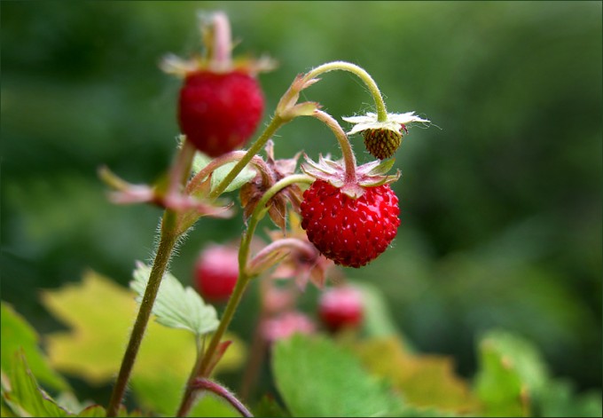 Walderdbeeren
