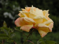 Meine erste Rose