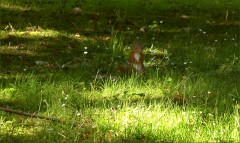 Eichhörnchen Eichhörnchen