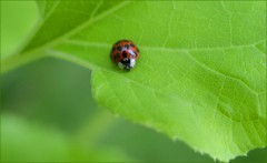 Marienkäfer Marienkäfer