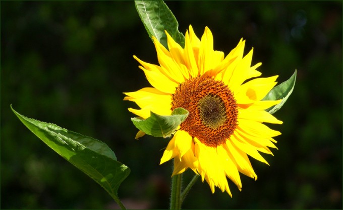 Sonnenblume