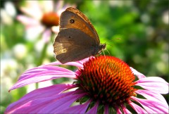 Schmetterling Schmetterling