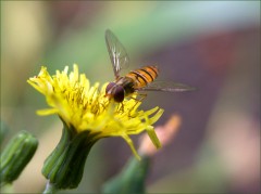 Schwebfliege Schwebfliege