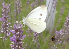 Schmetterling Schmetterling