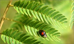 Marienkäfer Marienkäfer