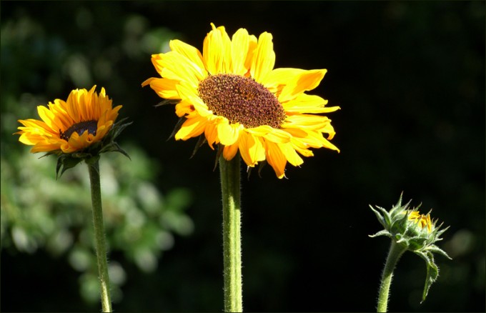 Sonnenblumen
