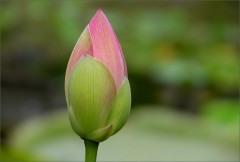 Lotosknospe Lotosknospe