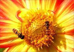 Zwei Schwebfliegen Zwei Schwebfliegen