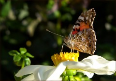 Distelfalter Distelfalter