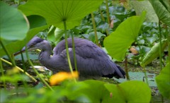 Graureiher Graureiher