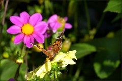 Distelfalter Distelfalter