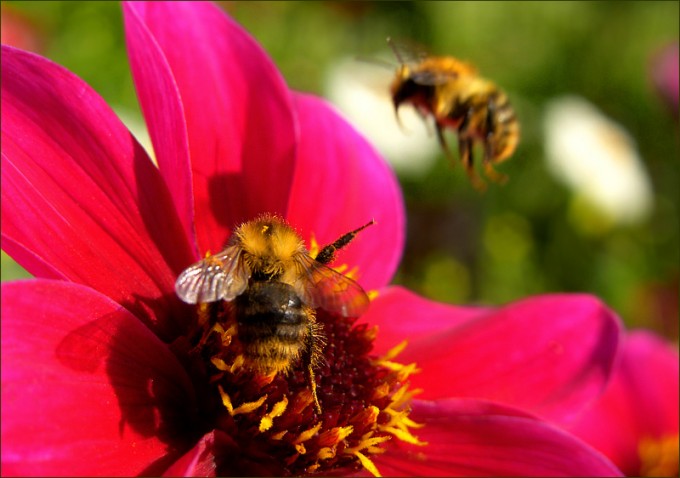 Zwei Hummeln