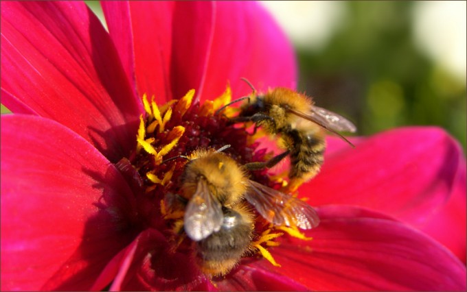 Zwei Hummeln