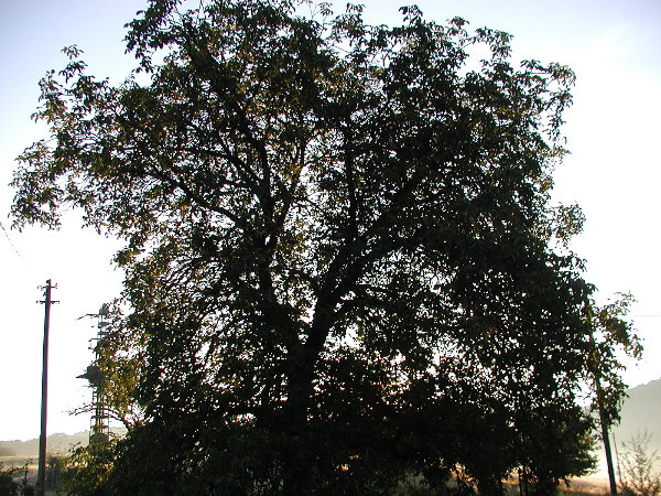 Nussbaum im Osten