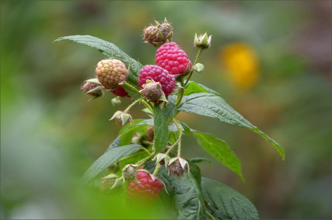 Himbeeren