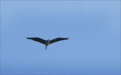 Graureiher Graureiher