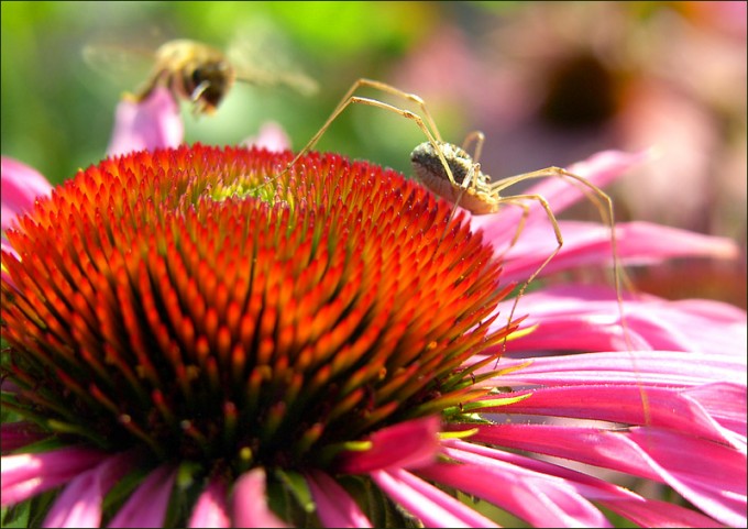 Echinacea