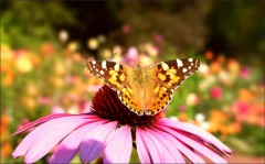 Distelfalter Distelfalter