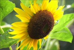 Sonnenblume Sonnenblume