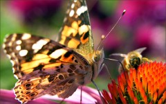 Distelfalter Distelfalter