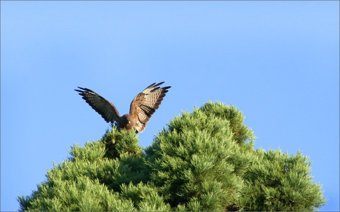 Bussard