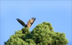 Bussard Bussard