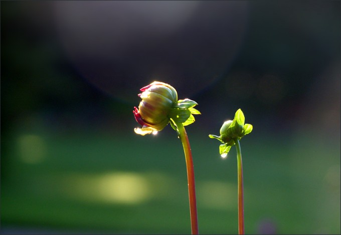 Dahlienknospen