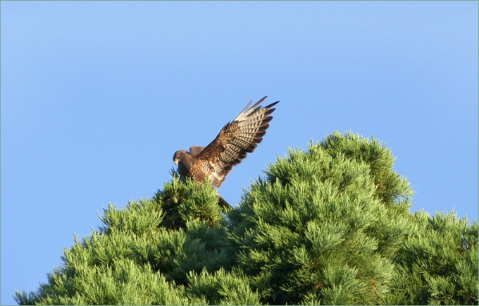 Bussard