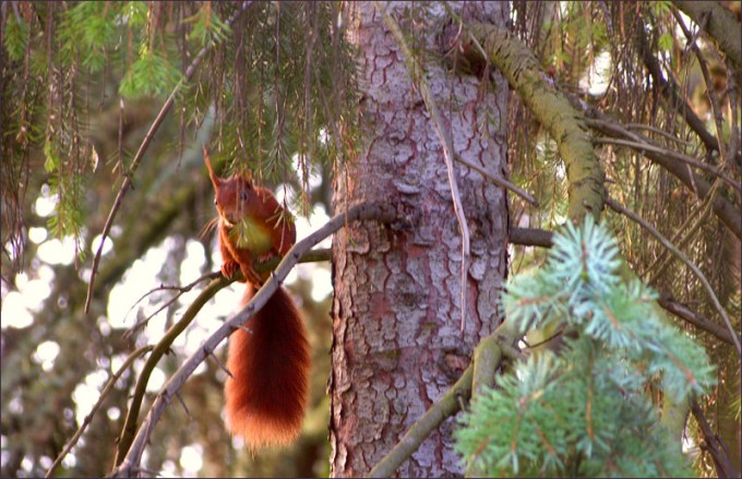 Eichhörnchen