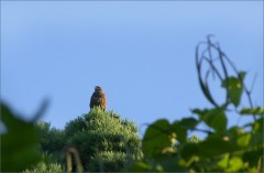 Bussard Bussard