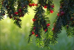 Eibenzweige Eibenzweige