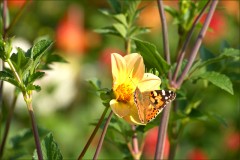 Distelfalter Distelfalter