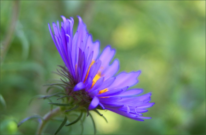 Aster